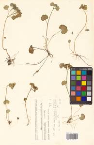 Chrysosplenium alternifolium L., Siberia, Chukotka & Kamchatka (S7) (Russia)