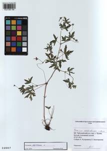 KUZ 000 169, Geranium sibiricum L., Siberia, Altai & Sayany Mountains (S2) (Russia)