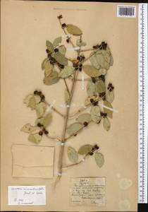 Lonicera nummulariifolia Jaub. & Spach, Middle Asia, Pamir & Pamiro-Alai (M2) (Kyrgyzstan)
