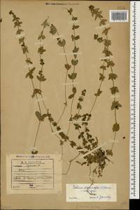 Cruciata laevipes Opiz, Caucasus, Georgia (K4) (Georgia)