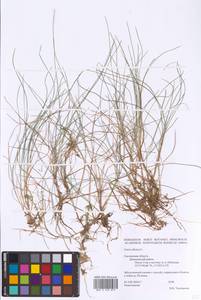 Carex dioica L., Eastern Europe, Western region (E3) (Russia)