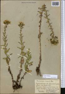 Hieracium robustum Fr., Middle Asia, Northern & Central Kazakhstan (M10) (Kazakhstan)