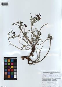 KUZ 001 481, Astragalus ceratoides M. Bieb., Siberia, Altai & Sayany Mountains (S2) (Russia)