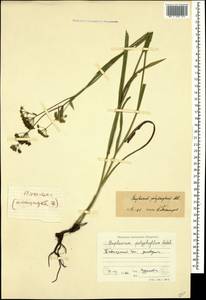 Bupleurum polyphyllum Ledeb., Caucasus, Krasnodar Krai & Adygea (K1a) (Russia)