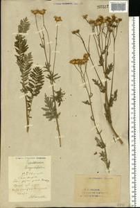 Tanacetum corymbosum subsp. corymbosum, Eastern Europe, Eastern region (E10) (Russia)