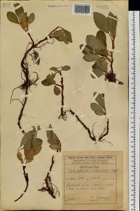Salix arctica subsp. torulosa (Ledeb.) Hultén, Siberia, Baikal & Transbaikal region (S4) (Russia)