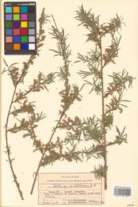 Salix wilhelmsiana M. Bieb., Middle Asia, Pamir & Pamiro-Alai (M2) (Tajikistan)