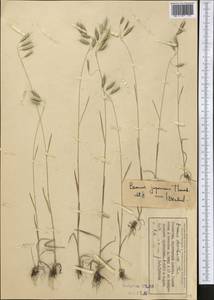 Bromus japonicus Houtt., Middle Asia, Dzungarian Alatau & Tarbagatai (M5) (Kazakhstan)