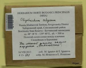 Oligotrichum aligerum Mitt., Bryophytes, Bryophytes - Russian Far East (excl. Chukotka & Kamchatka) (B20) (Russia)