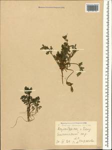 Erodium ciconium, Caucasus, Azerbaijan (K6) (Azerbaijan)