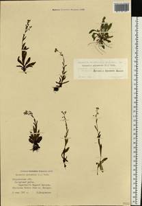 Myosotis scorpioides L., Eastern Europe, Eastern region (E10) (Russia)