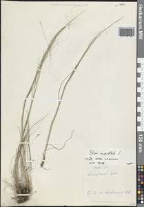 Stipa capillata L., Caucasus, North Ossetia, Ingushetia & Chechnya (K1c) (Russia)