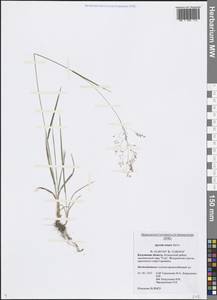 Agrostis capillaris L., Eastern Europe, Central region (E4) (Russia)