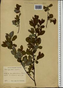 Salix aurita × starkeana, Eastern Europe, Central region (E4) (Russia)