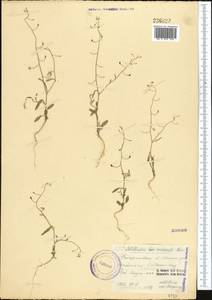 Goldbachia verrucosa Kom., Middle Asia, Western Tian Shan & Karatau (M3) (Tajikistan)