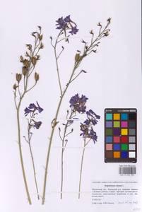 Delphinium elatum L., Eastern Europe, Moscow region (E4a) (Russia)