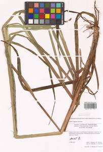 Carex lyngbyei Hornem., Siberia, Russian Far East (S6) (Russia)