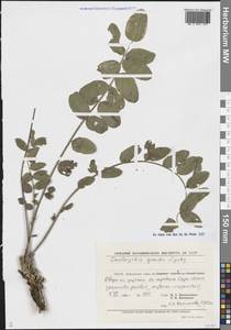 Onobrychis grandis Lipsky, Middle Asia, Pamir & Pamiro-Alai (M2) (Uzbekistan)