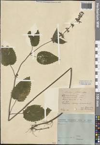 Stachys sylvatica L., Eastern Europe, Central forest region (E5) (Russia)