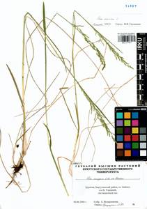 Poa sibirica Roshev., Siberia, Baikal & Transbaikal region (S4) (Russia)