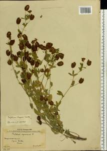 Trifolium aureum Pollich, Eastern Europe, West Ukrainian region (E13) (Ukraine)