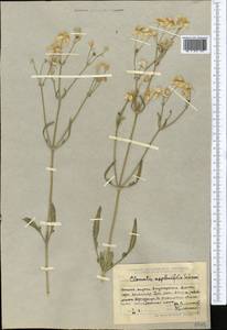 Clematis asplenifolia Schrenk ex Fisch. & C. A. Mey., Middle Asia, Dzungarian Alatau & Tarbagatai (M5) (Kazakhstan)