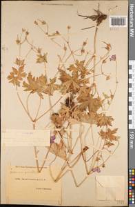 Geranium palustre L., Caucasus, Dagestan (K2) (Russia)