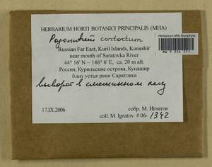Pogonatum contortum (Menzies ex Brid.) Lesq., Bryophytes, Bryophytes - Russian Far East (excl. Chukotka & Kamchatka) (B20) (Russia)