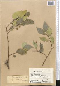 Celtis australis subsp. caucasica (Willd.) C. C. Townsend, Middle Asia, Pamir & Pamiro-Alai (M2) (Tajikistan)