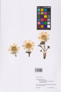 Adonis vernalis L., Eastern Europe, Central forest-and-steppe region (E6) (Russia)