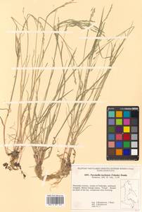 Puccinellia pumila (Macoun ex Vasey) Hitchc., Siberia, Russian Far East (S6) (Russia)