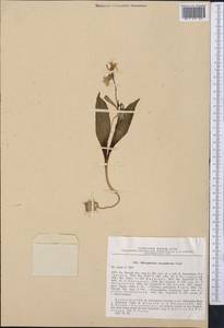 Fritillaria stenanthera (Regel) Regel, Middle Asia, Syr-Darian deserts & Kyzylkum (M7) (Kazakhstan)