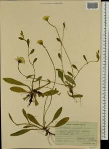 Pilosella officinarum Vaill., Eastern Europe, South Ukrainian region (E12) (Ukraine)