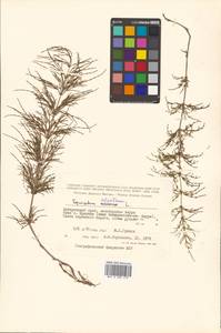 Equisetum sylvaticum L., Siberia, Russian Far East (S6) (Russia)