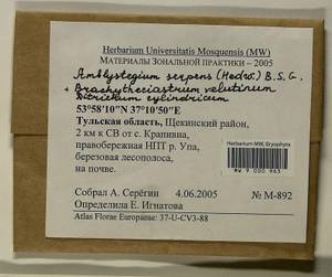 Amblystegium serpens (Hedw.) Schimp., Bryophytes, Bryophytes - Middle Russia (B6) (Russia)