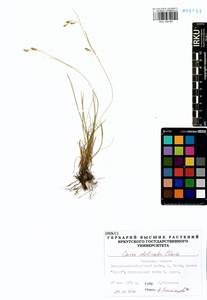 Carex delicata C.B.Clarke, Siberia, Baikal & Transbaikal region (S4) (Russia)