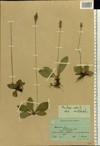 Plantago media L., Eastern Europe, South Ukrainian region (E12) (Ukraine)