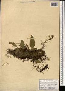 Pyrrosia petiolosa (Christ) Ching, South Asia, South Asia (Asia outside ex-Soviet states and Mongolia) (ASIA) (China)