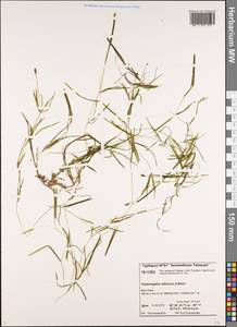 Potamogeton sibiricus A.Benn., Siberia, Central Siberia (S3) (Russia)