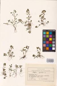 Lythrum portula (L.) D. A. Webb, Eastern Europe, Central forest-and-steppe region (E6) (Russia)
