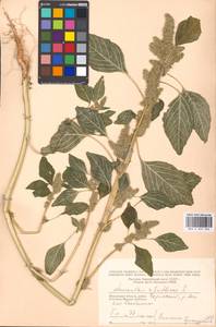 Amaranthus retroflexus L., Eastern Europe, Moscow region (E4a) (Russia)