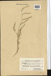 Diptychocarpus strictus (Fisch. ex M.Bieb.) Trautv., Middle Asia, Western Tian Shan & Karatau (M3) (Kazakhstan)