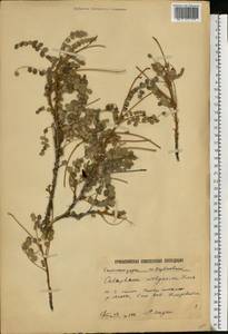 Calophaca wolgarica (L.f.)DC., Eastern Europe, Lower Volga region (E9) (Russia)