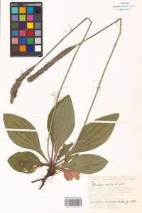 Plantago media L., Eastern Europe, Lower Volga region (E9) (Russia)