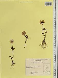 Ranunculus sulphureus Sol., Siberia, Chukotka & Kamchatka (S7) (Russia)