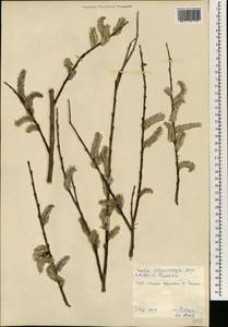 Salix gracilistyla Miq., South Asia, South Asia (Asia outside ex-Soviet states and Mongolia) (ASIA) (North Korea)