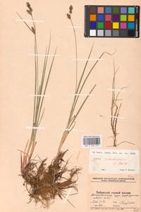 Carex adelostoma V.I.Krecz., Eastern Europe, Northern region (E1) (Russia)