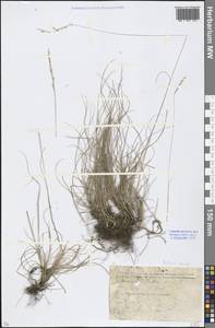 Festuca ovina L., Eastern Europe, Moscow region (E4a) (Russia)