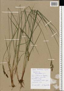 Carex hartmanii Cajander, Eastern Europe, Central region (E4) (Russia)