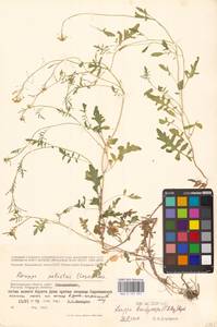 Rorippa brachycarpa (C.A.Mey.) Hayek, Eastern Europe, Lower Volga region (E9) (Russia)